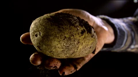 Falling potato from the hands of the farmer in slow motion Stock Footage 145801916