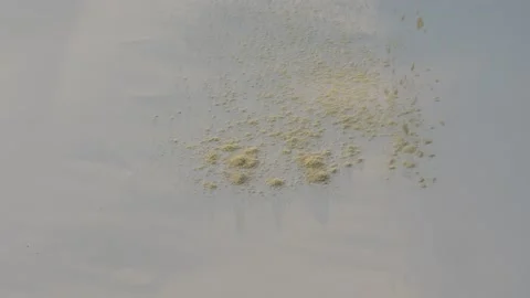 Falling pouring white gram corn wheat bread flour atta powder heap drop on table Stock Footage 151824061