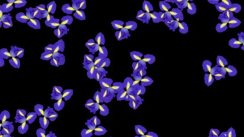 Falling Purple Iris Flower Heads Animation on Black Background Stock Footage 340004604