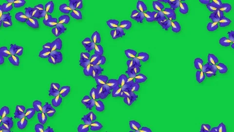 Falling Purple Iris Flowers Animation on Solid Green Background Stock Footage 339754217