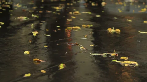 Falling rain and autumn leaves Stock Footage