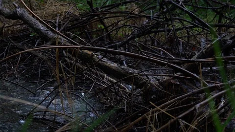 Falling rain and a flash flood in a thunderstorm Stock Footage 90079666