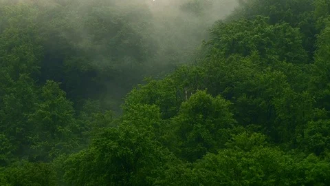 Falling rain and fog Stock Footage 70381105