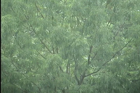 Falling rain and tree Stock Footage 745259