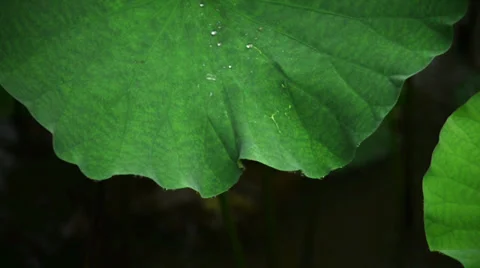 Falling rain drop on the lotus leaf 스톡 동영상 39497345