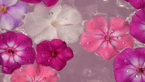 Falling rain drops on the water surface with phlox flowers. Vídeo Stock 108436504