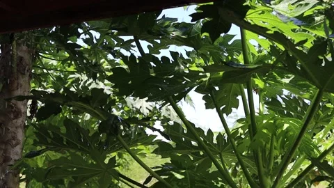 Falling rain fall down on papaya tree Stock Footage 139903626