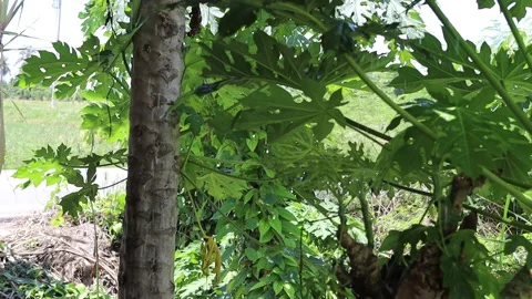 Falling rain fall down on papaya tree Stock Footage 139904213
