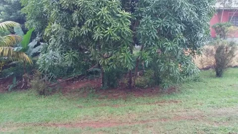 Falling rain Stock Footage 142605855