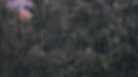 Falling rain in the forest Stock Footage 139872685