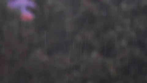 Falling rain in the forest Stock Footage 139872691