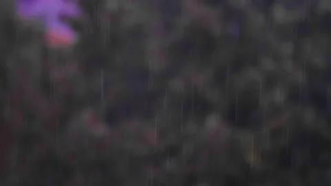 Falling rain in the forest Stock Footage 139872694