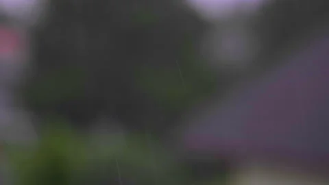 Falling rain in the forest Stock Footage 139873142