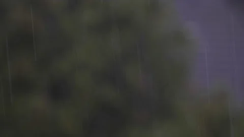 Falling rain in the forest Stock Footage 139873160