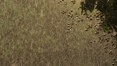 Falling rain in golden evening light Stock Footage 239528598