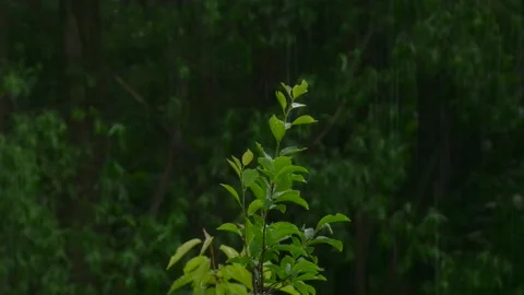 Falling rain on the leaves of a young tree on a dark blurred background of trees Stock Footage 158567753