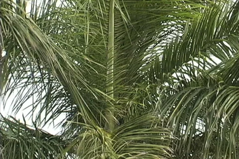 Falling Rain on palm fronds 스톡 동영상 745121