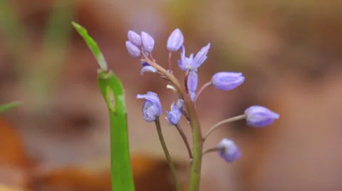 Falling raindrops from blue flower in spring forest, macro shot Stock Footage 48699635