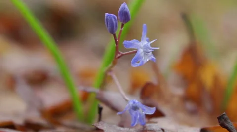 Falling raindrops from blue flower in spring forest, macro shot 库存影片 48699904