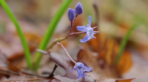 Falling raindrops from blue flower in spring forest, macro shot Stockbeeldmateriaal 48699930