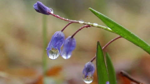 Falling raindrops from blue flower in spring forest, macro shot 스톡 동영상 48699998