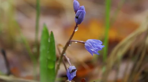 Falling raindrops from blue flower in spring forest, macro shot Vídeos de archivo 48700022