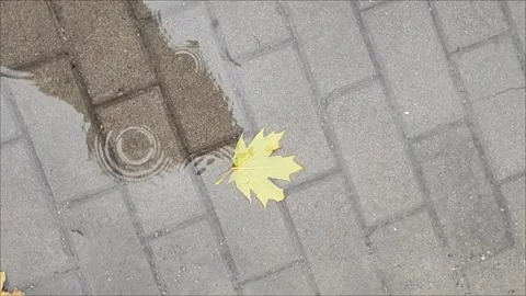 Falling raindrops fall into a puddle with an autumn yellow leaf. Stock Footage 255647551