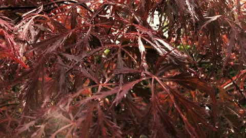 Falling raindrops on a red Japanese Maple after rain Vidéo 245553970
