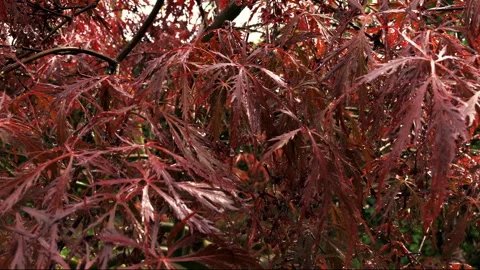 Falling raindrops on a red Japanese Maple after rain Stock Footage 245554204