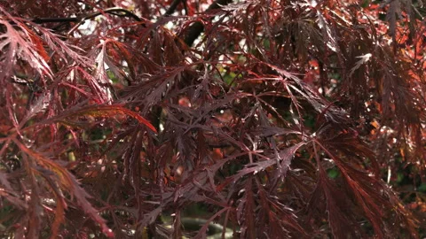 Falling raindrops on a red Japanese Maple after rain Vidéo 245696545