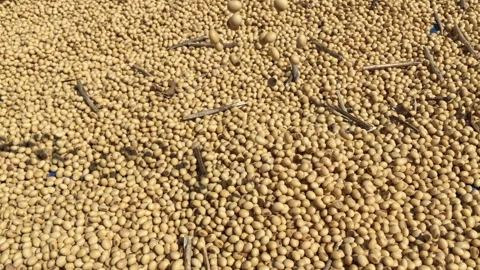 Falling of raw soybean background Stock Footage 242972857