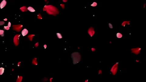 Falling red and pink rose petals floating downwards against a dark background Stock Footage 345334677