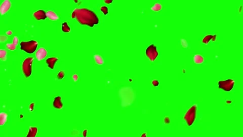 Falling red and pink rose petals floating downwards against a bright vivid Stock Footage 345334702