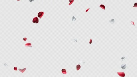 Falling Red And White Rose Petals Stock Footage 331313572
