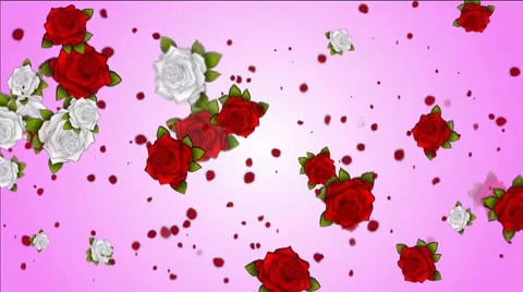 Falling red and white roses on a pink - white background Stock Footage 47925741