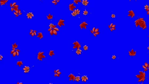 Falling red autumn leaves blue screen Stock Footage 344957941