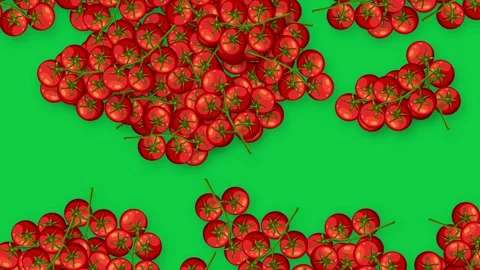 Falling Red Cherry Tomatoes on Vine Over Green Background Stock Footage 339516097