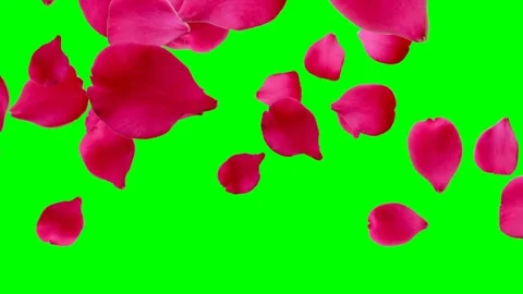 Falling red hearts on a chroma key background. 3D rendering of animation. Video  Stock Footage 260865485