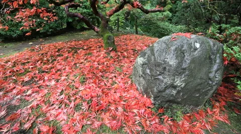 Falling Red Laced Maple Leaves Fall Season on a Breezy Day in  Japanese Garden Stock Footage 43265821