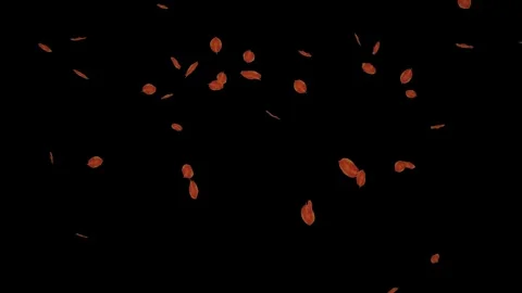 Falling red leaves loop isolated with an alpha channel Stock Footage 255659013