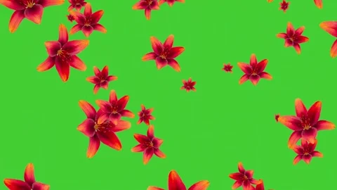 Falling Red Lily Flowers Transition Animation on Green Screen Background Stock-Footage 336703909