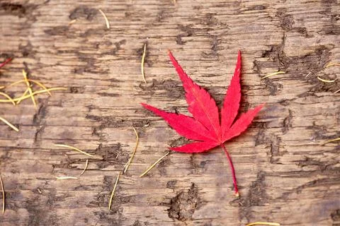 Falling red maple leaf on wooden path Stock Photos