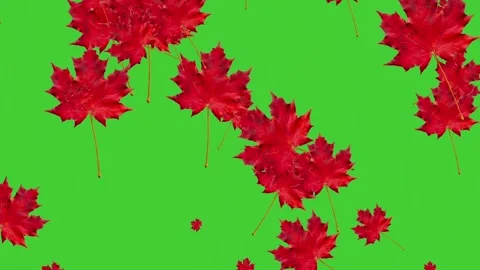 Falling Red Maple Leaves on Green Screen - Autumn Foliage Loop Stock Footage 336703946