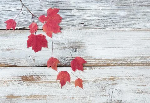 Falling red maple leaves Stock Photos