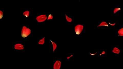 Falling Red Petals from Above Stock-Footage 327528785