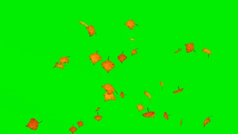 Falling Red Petals on Green Screen Video stock 319884670