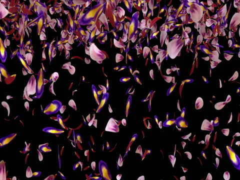 Falling  Red Pink Purple Sakura Flower Petals Transition Alpha matte Loop 4k Stock Footage 71894968
