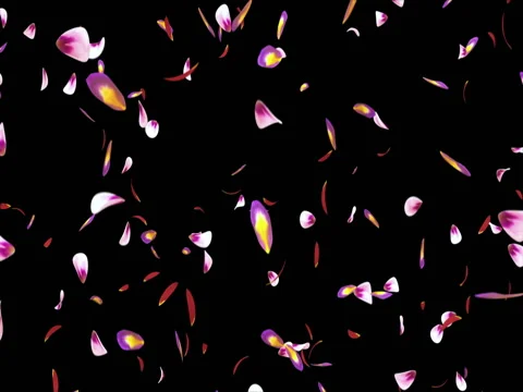 Falling Red Pink Purple Sakura Flower Petals Background Alpha matte Loop 4k Stock Footage 71897618