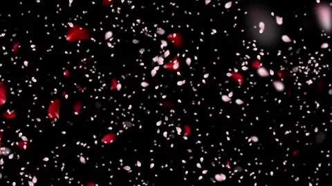Falling red rose petals and white cherry blossoms on a black background overlay 库存影片 345016505