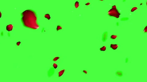 Falling Red Rose Petals Animation on Green Screen Chroma Key Stock Footage 336662522